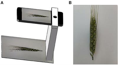 Automatic Detection and Counting of Wheat Spikelet Using Semi-Automatic Labeling and Deep Learning